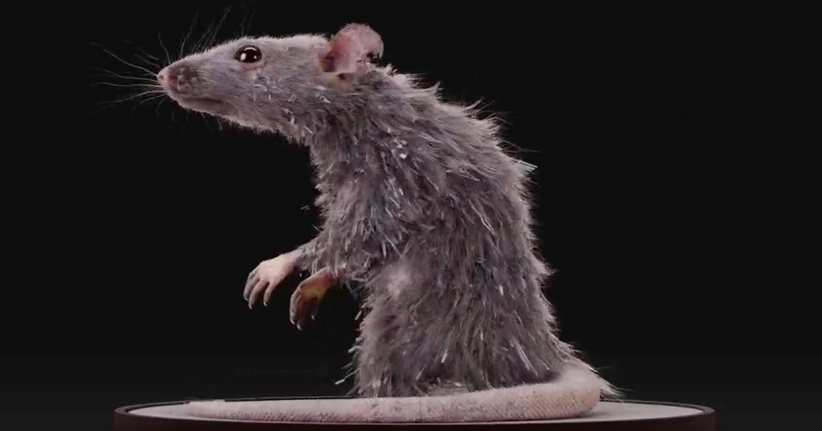 Read more about the article Adorable Shaggy 3D Rat Made for Short Movie