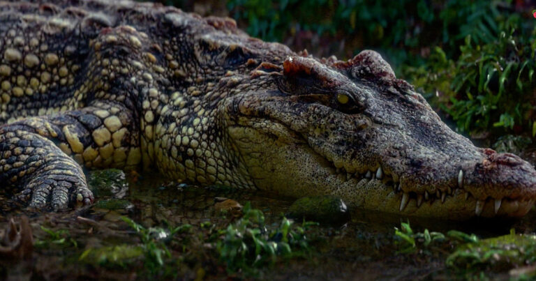 Read more about the article 3D Artist Photographed Monk Pets to Create This Detailed Crocodile in Blender